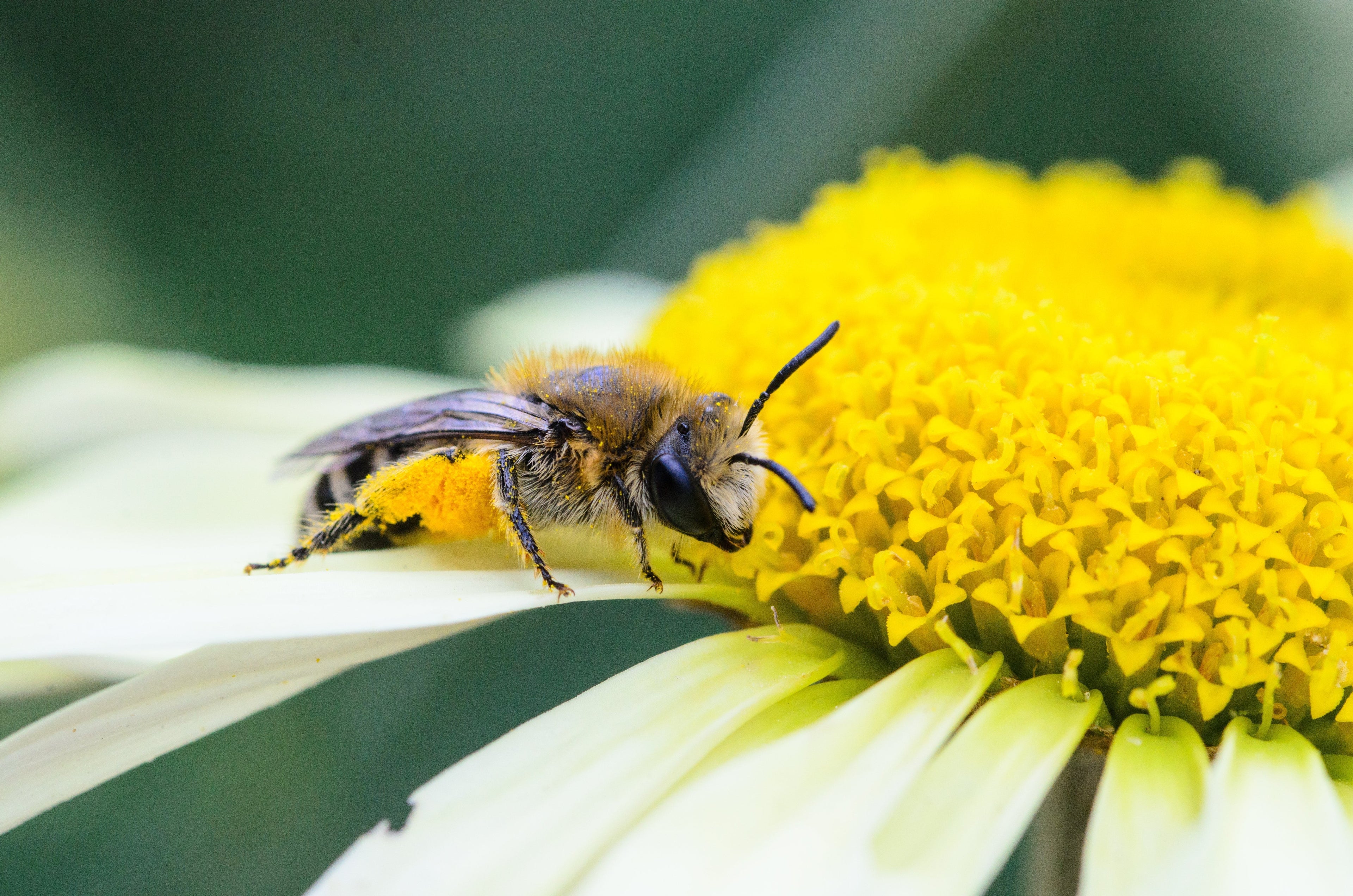 Gardening for Bees: How to Build Functional Habitat in Your Own Backyard