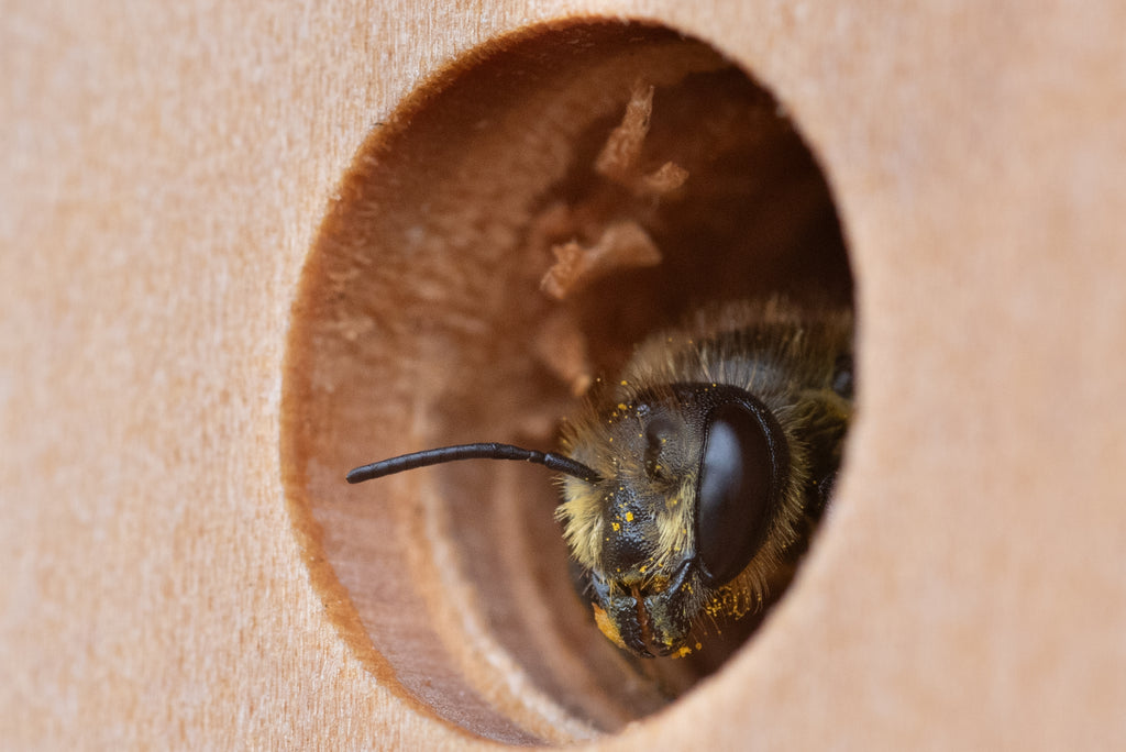 Large Bee Post