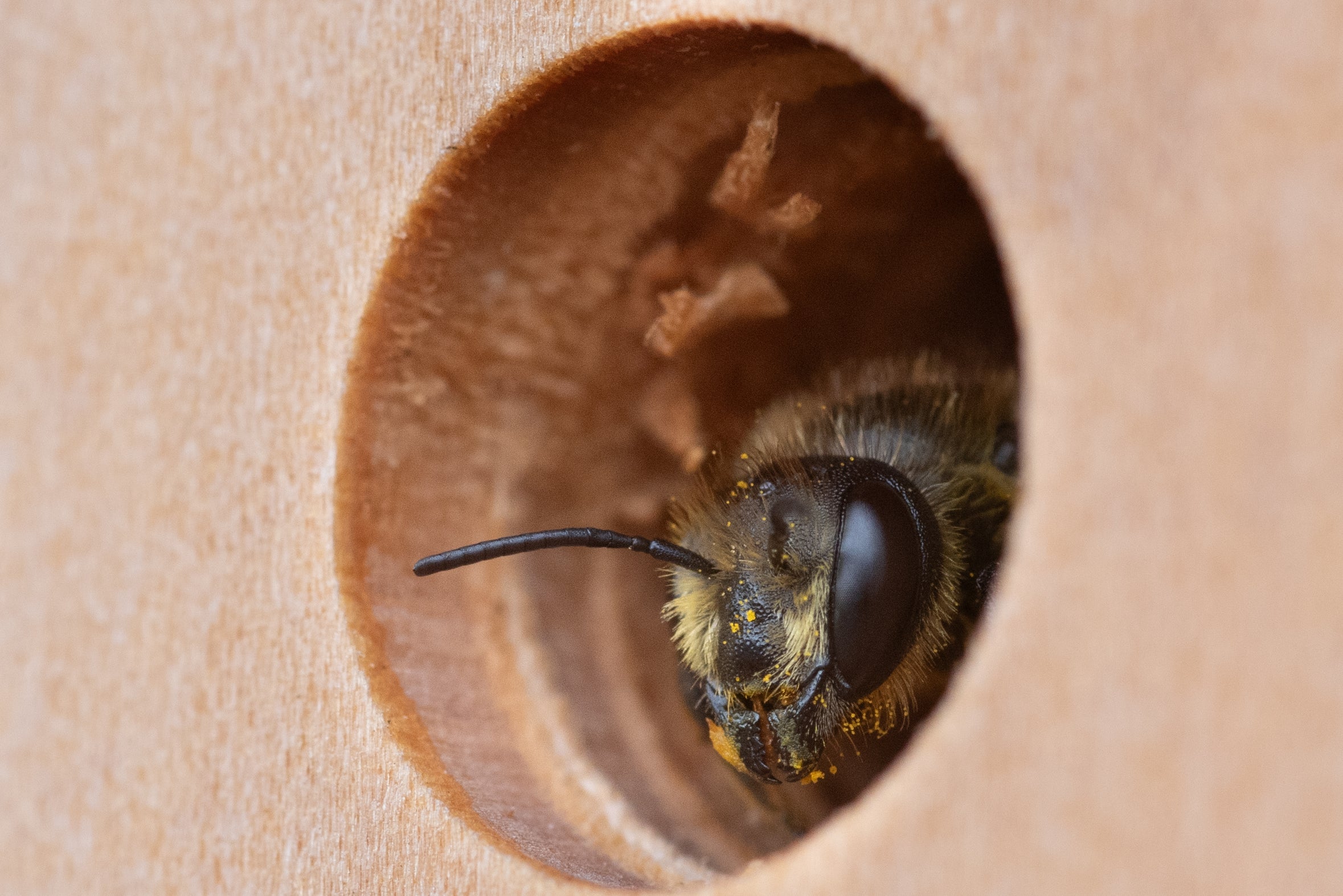 Large Bee Post
